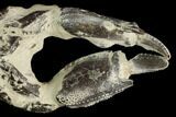 Fossil Mud Lobster (Thalassina) - Indonesia #130165-2